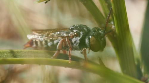 Réf. 212 657 : Coelioxys brevis
